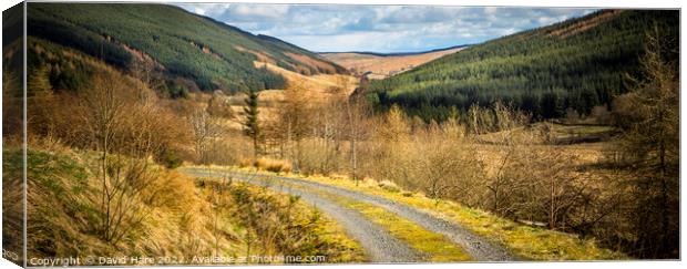 Scottish tracks and forests Canvas Print by David Hare