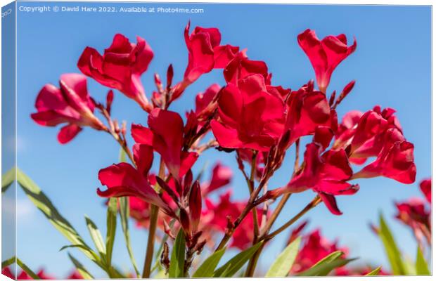 Red Flowers Canvas Print by David Hare