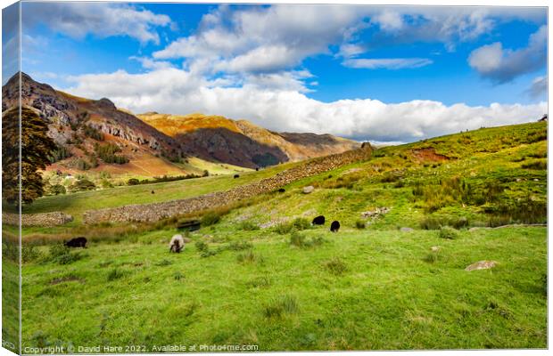 Lake District Sheep Canvas Print by David Hare