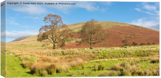 Pendle Hill Canvas Print by David Hare