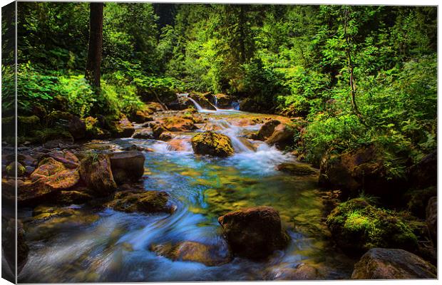 A forest stream. Canvas Print by David Hare