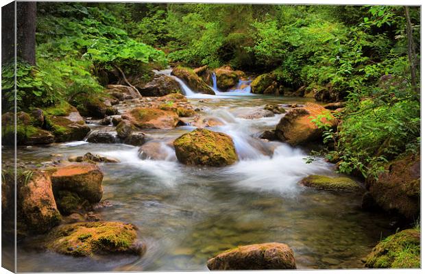 A Swiss stream. Canvas Print by David Hare