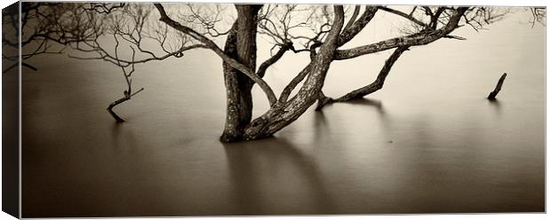 Flooded trees Canvas Print by David Hare