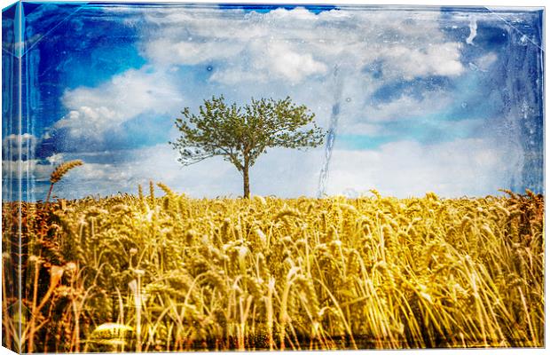  Single tree in a wheat field Canvas Print by David Hare