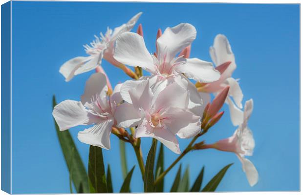  Soft White Blooms Canvas Print by David Hare