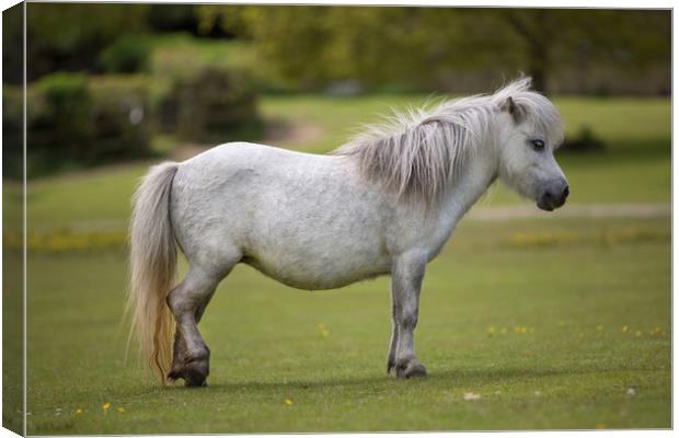 Miniature Horse Canvas Print by David Hare