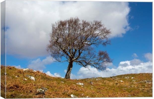 A single tree, Dumfries and Galloway Canvas Print by David Hare