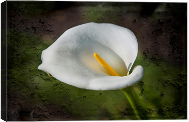 White Lily Canvas Print by David Hare
