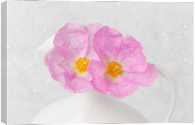 Soft Blooms Canvas Print by David Hare