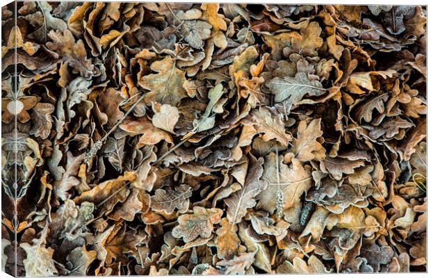 Frozen Leaves Canvas Print by David Hare