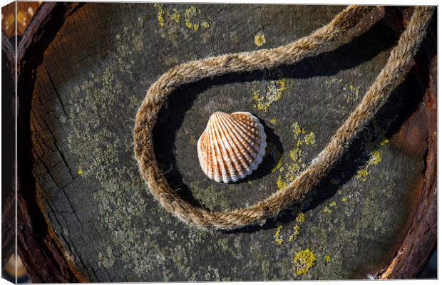 Shell and Rope Canvas Print by David Hare
