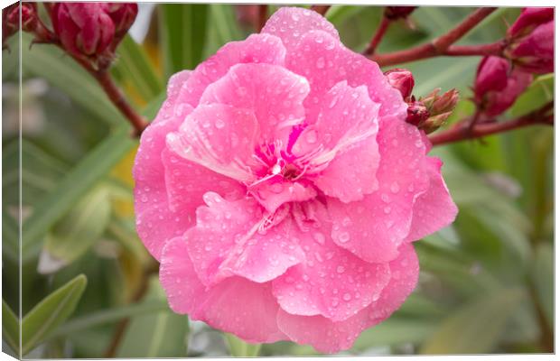 Flower in the rain Canvas Print by David Hare