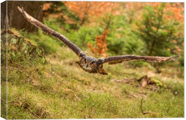 Low level flight Canvas Print by David Hare