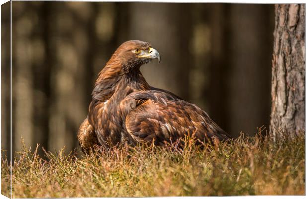Golden Eagle Canvas Print by David Hare