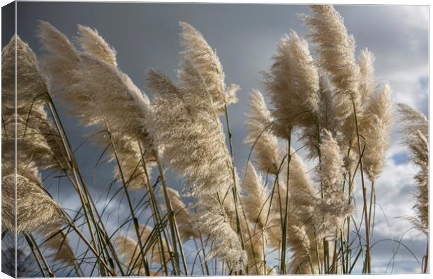 Pampas Grass Canvas Print by David Hare