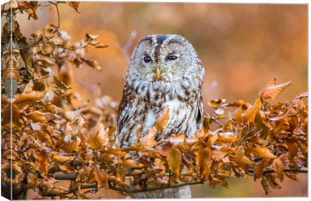 Tawny Owl in woodland Canvas Print by David Hare