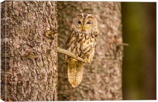 Perched Tawny Owl Canvas Print by David Hare
