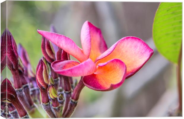 Siem Reap Flora Canvas Print by David Hare