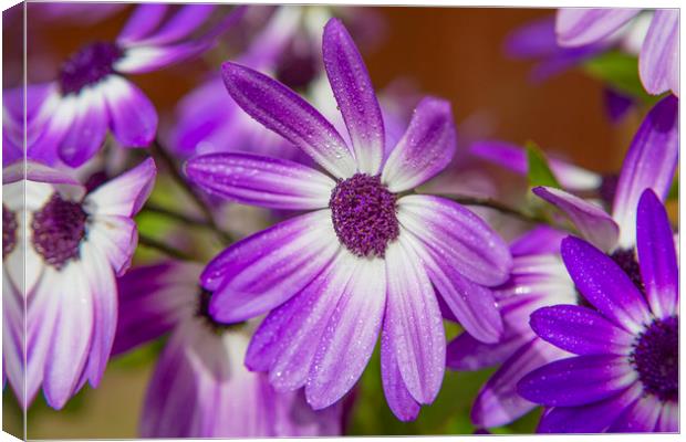 Purple Droplets Canvas Print by David Hare