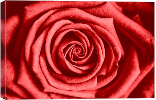 Red Rose Canvas Print by David Hare