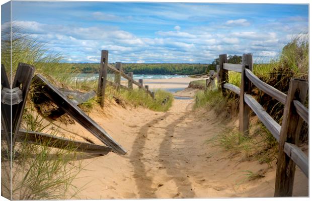 Beach Path Canvas Print by David Hare