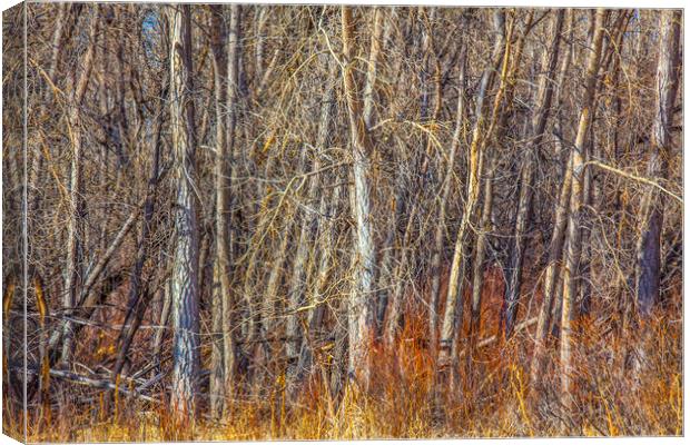 Dense Woodland Canvas Print by David Hare