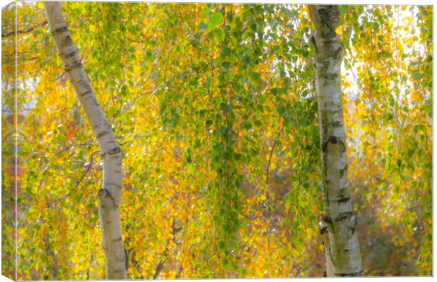 Soft Autumn Colours Canvas Print by David Hare