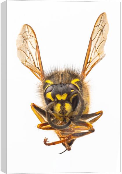 Wasp, close-up. Canvas Print by David Hare