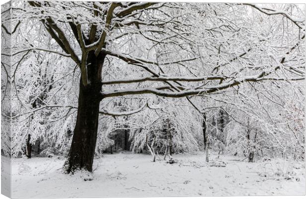 Winter Woodland Canvas Print by David Hare