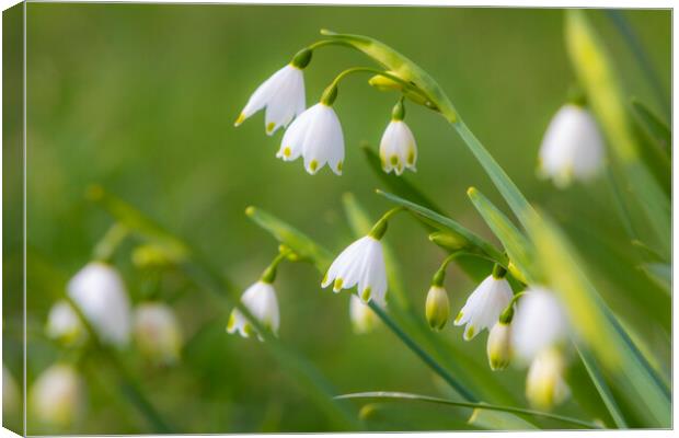 Spring Snowdrops Canvas Print by David Hare