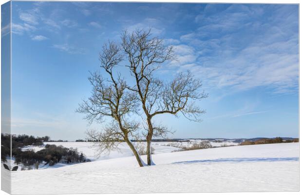 Tree in snow Canvas Print by David Hare