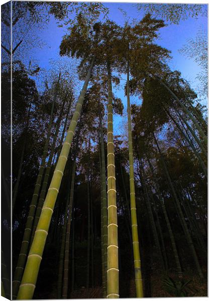 Bamboo Forest at Dusk Canvas Print by Jim Leach
