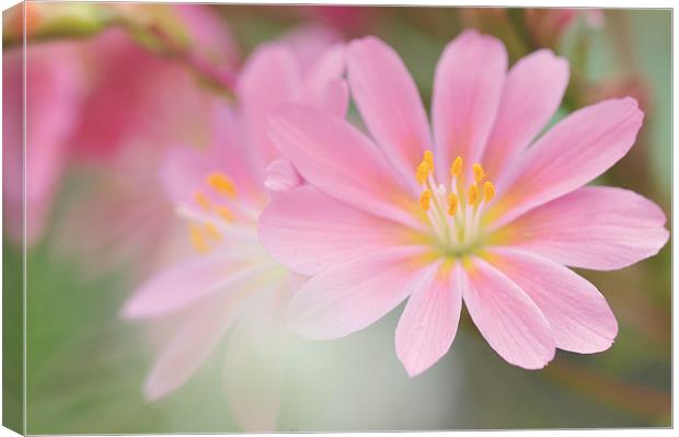 spring flora Canvas Print by christian balistreri