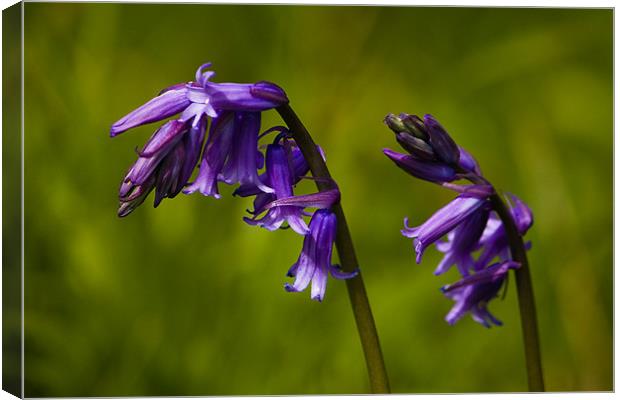 Bluebells Canvas Print by Roy Scrivener