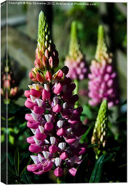 Lupins Canvas Print by Roy Scrivener
