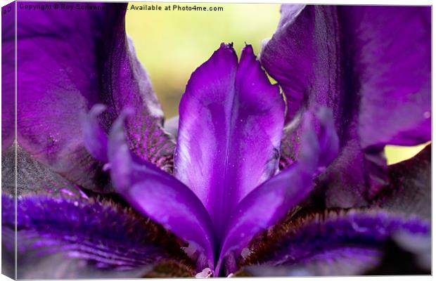Purple Iris Canvas Print by Roy Scrivener