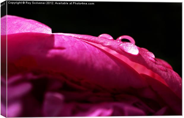 Raindrops on Peony Canvas Print by Roy Scrivener