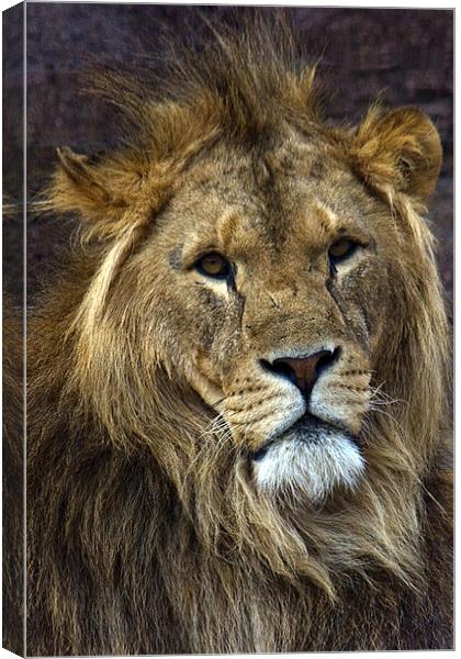 King of the Jungle Canvas Print by Roy Scrivener