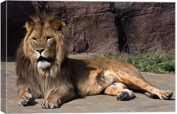 Reclining lion Canvas Print by Roy Scrivener