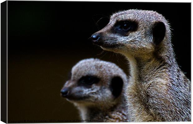 Compare the meerkat Canvas Print by Roy Scrivener