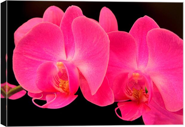 Orchid Glow Canvas Print by Chris Owen