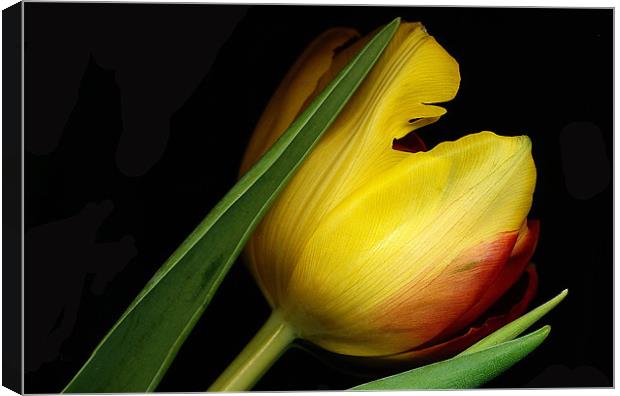Yellow Tulip Canvas Print by Tatiana Walker