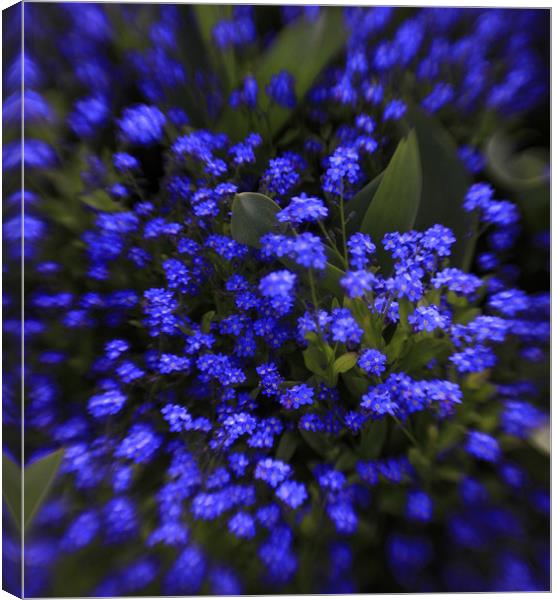 beautiful  blue spring flowers Canvas Print by Tatiana Walker