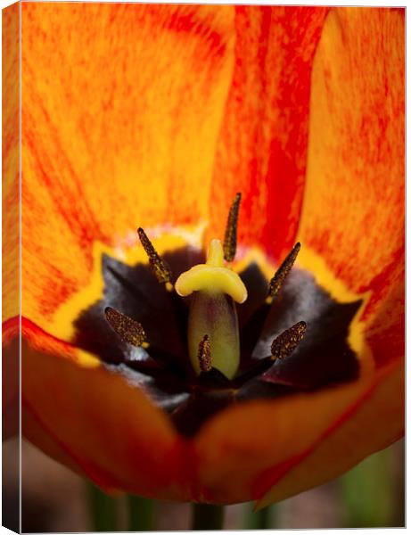 Orange Tulip Canvas Print by Gypsyofthesky Photography