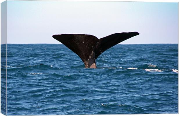 Diving Whale 3 Canvas Print by Phil Swindin