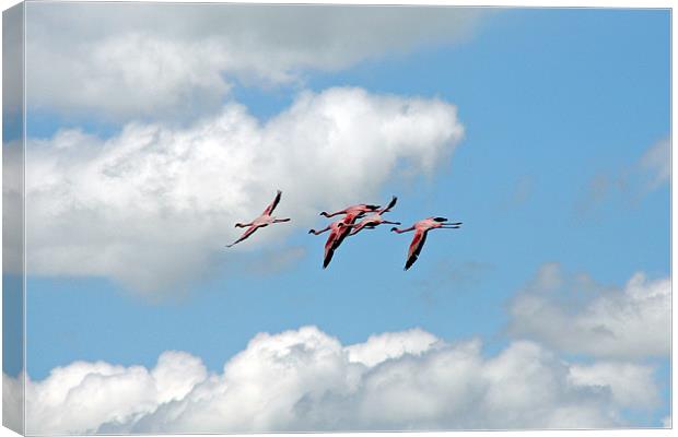 Flamingo’s In Flight Canvas Print by Phil Swindin