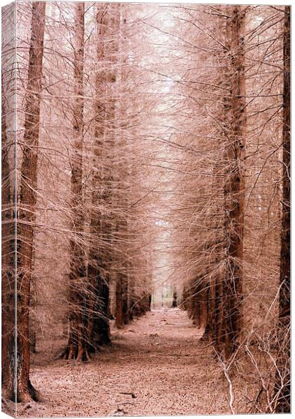 The Tree Cathedral Canvas Print by Simon Joshua Peel