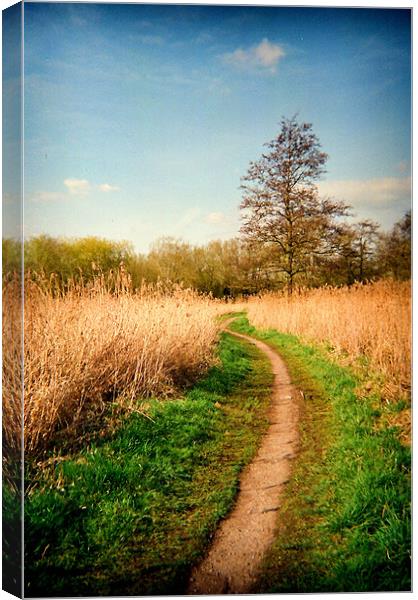 The Reed Beds Canvas Print by Simon Joshua Peel