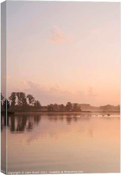 Swans on a misty lake at sunrise. Lynford Lakes, Norfolk, UK. Canvas Print by Liam Grant
