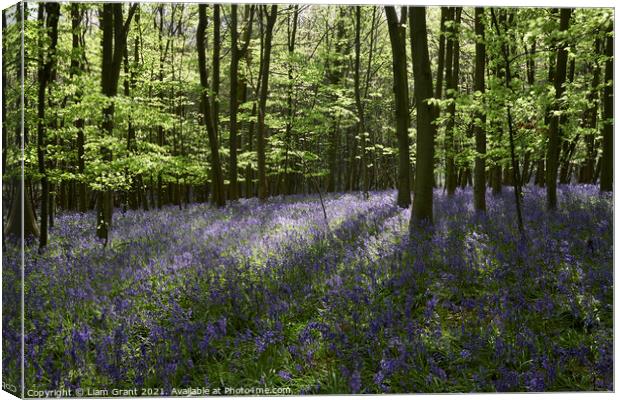 Bluebells in dense woodland at sunset. South Weald, Essex, UK. Canvas Print by Liam Grant